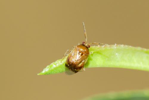 Deraeocoris lutescens